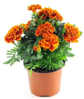 WoFLoo Live Marigold Flower Plant With 1 Healthy Live Plant (B0BF55ZGCF) Amazon Price History, Amazon Price Tracker