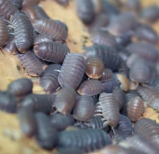 Live 10ct Cubaris Murina | Cleanup Crew & Reptile Food