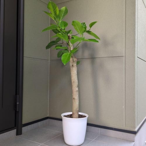 フィカス　アルテシマ　高さ約130cm 観葉植物 フィカス・アルテシマ」の人気商品一覧 | 安い商品を