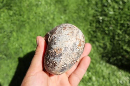 Image of Ammonite Fagesia Ammonite Fossil Rare Ammonite Fossil Natural Fossil from Morocco A44