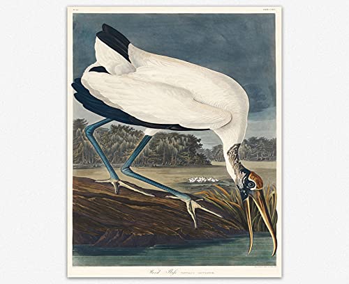 Poster Audubon Wood Ibis art mural oiseau pour salon élégant A2