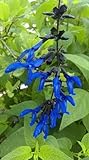 Black and Blue Salvia Guaranitica – Live Perennial Plant...