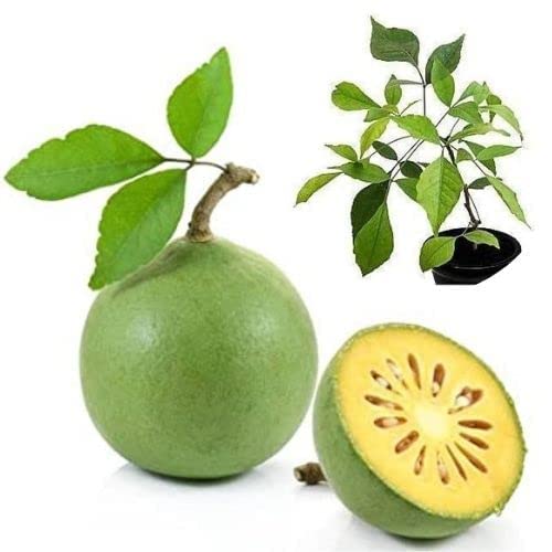 Image of Bel Patra Live Plant with Pot | Aegle Marmelos Bael Tree Sacred Shivling Puja Plant | Ayurvedic Fruit Tree for Home Garden Balcony Terrace Outdoor Gardening | Pack of 1