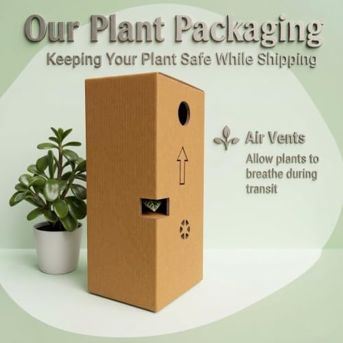 Image of Live Jade Plant,Good Luck Feng Shui Money Plant Succulent Indoor Outdoor Plant, Low Maintenance, Natural Green Foliage for Home Decor, Living Room & Office Desk with pot (pack of 1) BloomBrightly