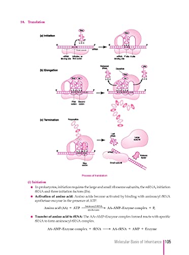 Image of Xam Idea CBSE MCQs Chapterwise For Term I, Class 12 Biology (With massive Question Bank and OMR Sheets for real-time practise)