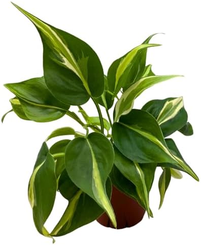 BubbleBlooms Philo Silver Stripe, 4 inch Variegated Philodendron ...