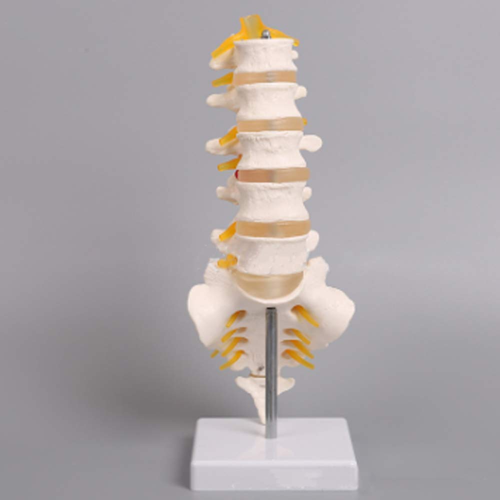 Buy Educational Model 5Section Lumbar Vertebrae Model with Sacrum, Life