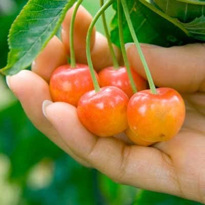 Brighter Blooms Dwarf Rainier Cherry Tree