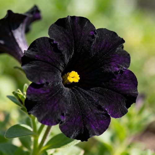 300+ Petunia Seeds for Planting, Black Petunia Flowers Seeds Garden Hanging Baskets Flowers, Annual...