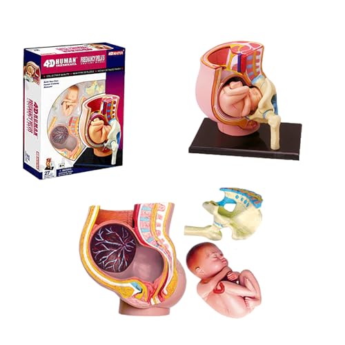 Modèle pelvis pregnancy avec fœtus de 9 mois et 27 organes amovibles AMITD