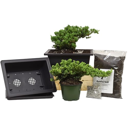 Flora's Market Bonsai Kit - Full kit Nana Juniper Bonsai with Fertilizer and Soil (Nana Juniper)