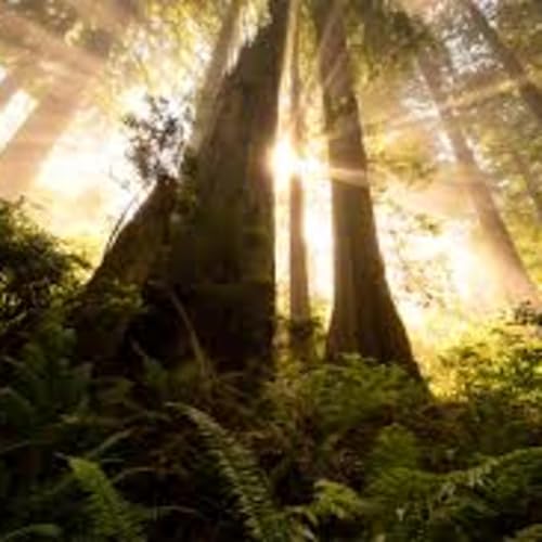 Peace: A Glimpse of Grace