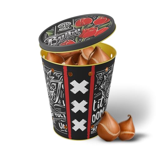 15 bulbi di tulipano RED RAVE in un secchio – Tulipani rossi – Nuovo raccolto – Bulbi da fiore olandesi – Alta qualità dal nostro vivaio – BOLT Amsterdam (1 pack)