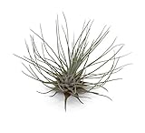 5 Pack Tillandsia Fuchsii v Gracilis Air Plants