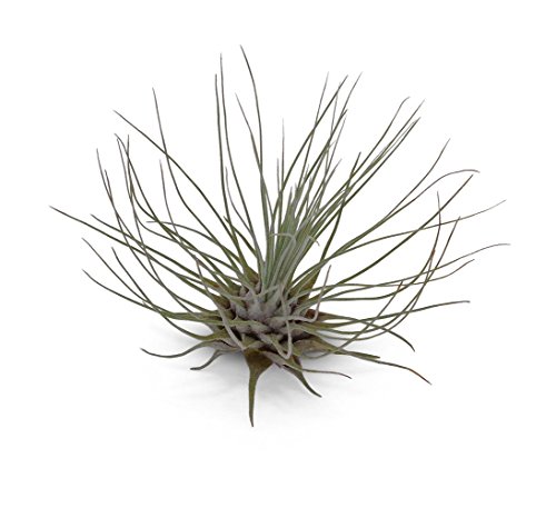 5 Pack Tillandsia Fuchsii v Gracilis Air Plants 5 Pack Tillandsia Fuchsii v Gracilis Air Plants