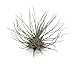 5 Pack Tillandsia Fuchsii v Gracilis Air Plants by CTS Air Plants