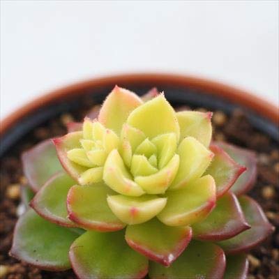 A hmeBWA }WbNS[h A GPxA 6cm|bg