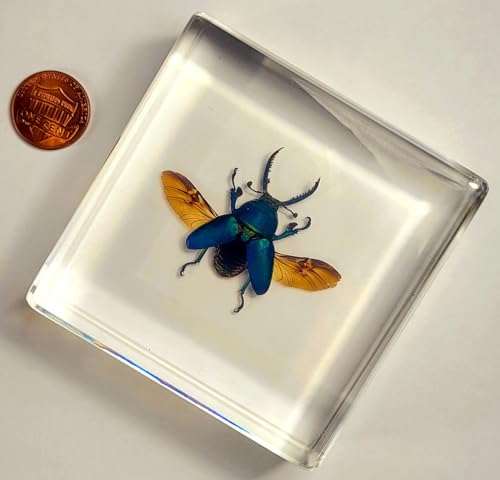 Image of 2.9 inch Real Lamprima Adolphinae Jewel Stag Beetle w /Open Wings in Crystal Clear Lucite Resin Specimen Preserved Insect Bugs Taxidermy Collection Biology Science Education Desk Ornament Display Supplies