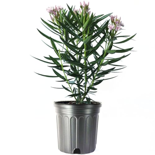American Plant Exchange Oleander 'Petite Pink' – 10-Inch Pot –