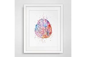 Watercolor Brain Anatomy Art: Artistic Insights into Neurological Marvels