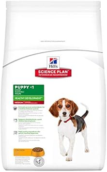 real silver dog collar