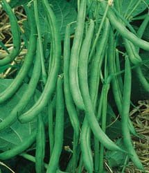 Contender Stringless Bush Bean-250+ Seeds, 4 oz