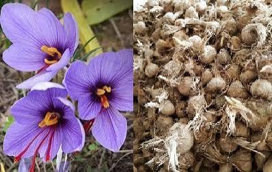 Premium Saffron/Kesher Bulbs(Crocus Sativus) for Planting||Healthy Dormant Flower Bulbs||Home Garden & Farm Cultivation(Pack of -10 Healthy Bulb)||Organic Saffron Bulbs||A-24-picture-12