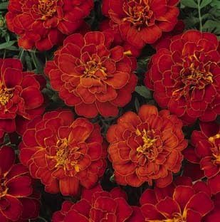 ANTIER MARIGOLD DUBLE RED CHERRY FLOWER SEEDS (AVG 30-50) SEEDS X 1 PACKET (B07GWYV9RG) Amazon Price History, Amazon Price Tracker