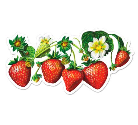 GT Graphics Strawberries - 5