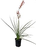 Red Yucca - Live Plant in a 6 Inch Pot - Hesperaloe Parviflora - Bird Friendly Evergreen Succulent