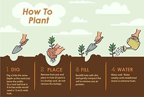 Miniatura 7 de Brighter Blooms - Arbusto Nandina de energía de fuego, 1 galón - Planta viva - Sin envío a AZ, O