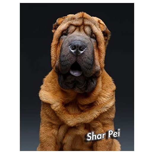 Shar Pei: 2020 Weekly Calendar 12 Months 107 pages 8.5 x 11 in. Planner Diary Organizer Agenda Appointment Half Spread Wide Ruled Pages