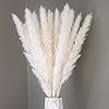 HSAJS 30st Pampas Grasdecoratie,60cm Gedroogd pampasgras,Natuurlijke Gedroogde Bloemen voor Vazen, Wit Boeket Boho…