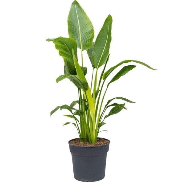 PLANT STORE® Travellers Palm Live Plant for Indoor and Outdoor Garden, 2-4 ft Height (B0CKRXW9WW) Amazon Price History, Amazon Price Tracker