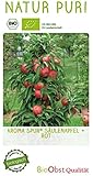 tren bioceánico chile brasil  Manzana de columna ecológica «Aroma Spur Rot» encerada en maceta de 7,5 L aprox. 150 cm.