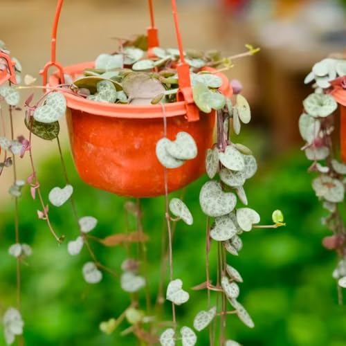 Semillas de Ceropegia woodii jardín de hierbas de interior, Decoración de plantas planta de balcón plantas resistentes para jardín, semillas para balcones y camas elevadas Plantas en 160pcs