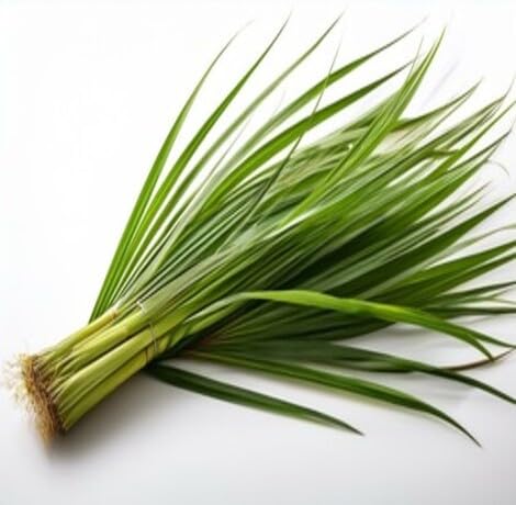 50pcs Fresh Green Vetiver Plant Seeds