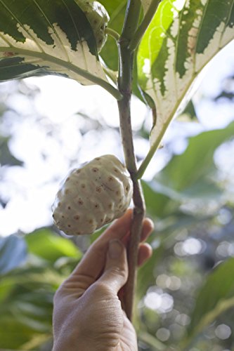 Noni Leaf Oil 2 Oz. "Mauifarmacy Grown" Usa #TOP5