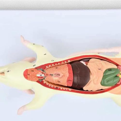 Modèle anatomique de souris haute fidélité avec structure interne détaillée - 2