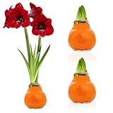 DUTCH BULBS EXCLUSIVE PLANTS FROM HOLLAND