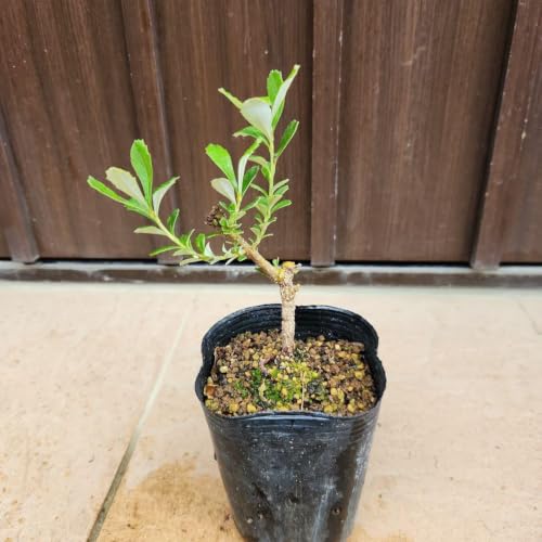 観葉植物 バンクシア」の人気商品一覧・価格比較 - 価格.com