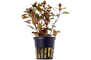 Super Red Mini Ludwigia: Majestic Shore Aquatic Wonder