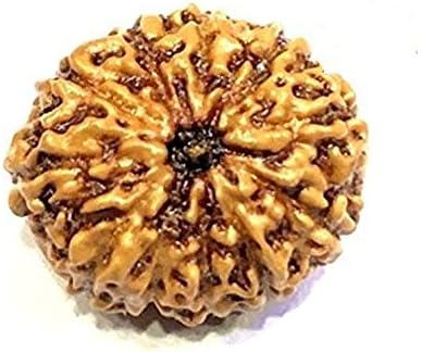 Divya Shakti 100% Original Indonesian Eleven Face Rudraksha (11 Mukhi Rudraksh) 12 M.M Small Size