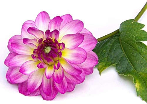 8Pcs Dalia Bulbi Fiori Vistosi Perenni Fresco Cimelio Esotico Pieno Vitalità Abimento Colore Bouquet Materiale Facile Sopravvivere Old Man Child Like