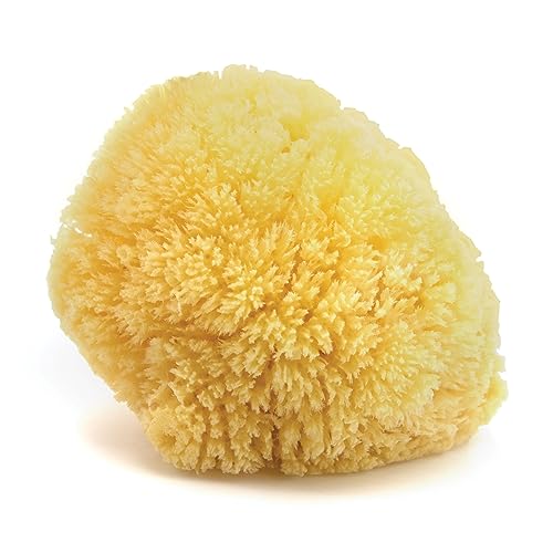 Neptune Natural Caribbean Sea Sponge - All Natural Renewable Sea Sponge (6 inch)
