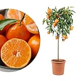 Meine Orangerie