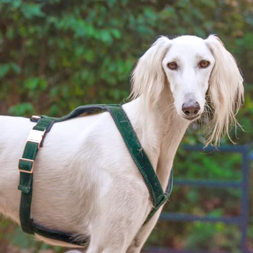 EDEL&SCHNELL Whippet Galgo Greyhound Windhund Hundegeschirr verstellbar dunkelgrün Größe XL Geschirr für große Hunde aus Samt