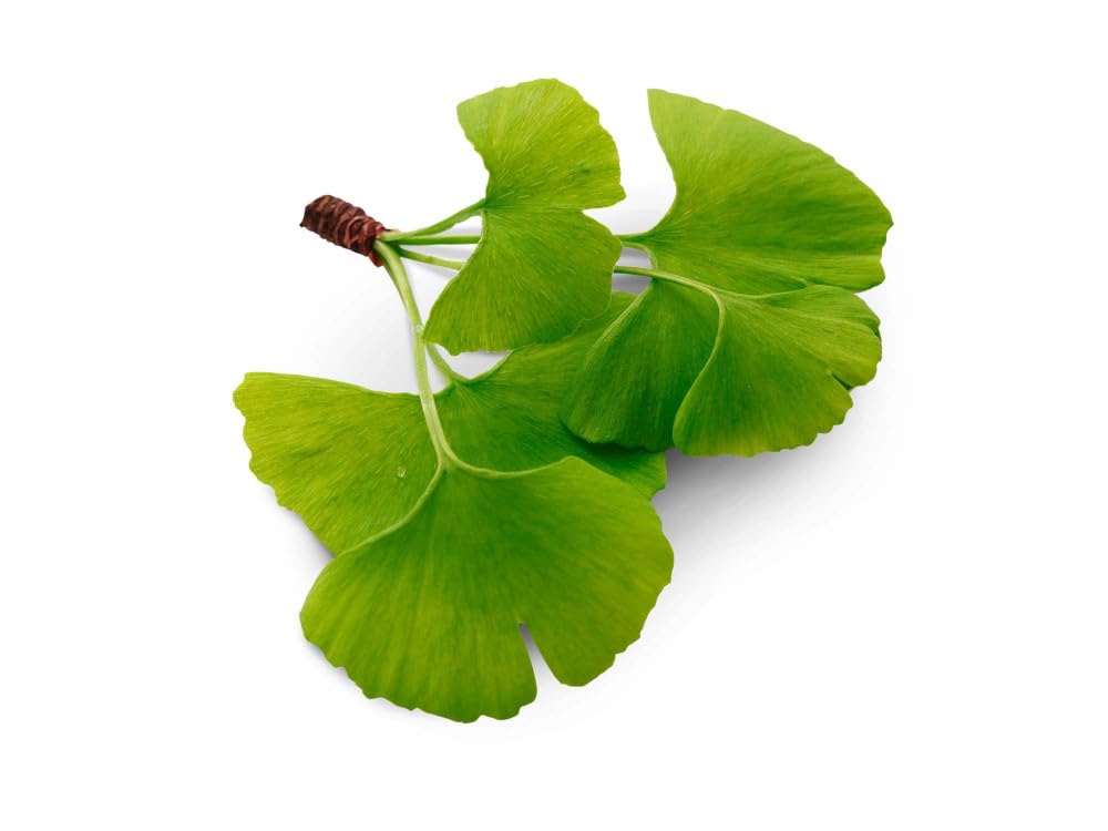 GINKGO BILOBA * 60 mg / 120 capsule * Titolato al 24% min. di flavoni glicosidi e al 6% min. di lattoni terpenici