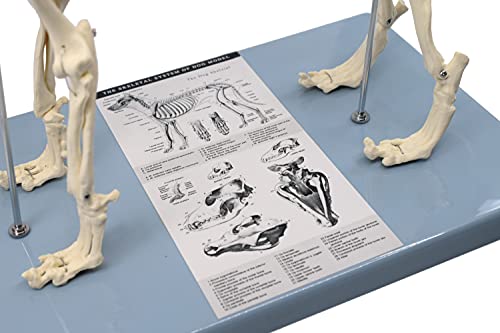 Image of EISCO Dog Skeletal System, Anatomical Model, 12 inch Tall - Medical Quality, Mounted to Base- Eisco Labs