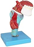 model große augenbrauen WaSialForschungsgrundlagfüanatomischGabeodealattraktiveArzbezeichnenisdiAuswahgro?artig